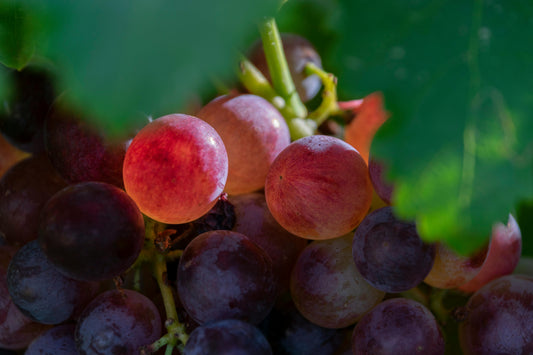 Beneficios del Resveratrol para la salud